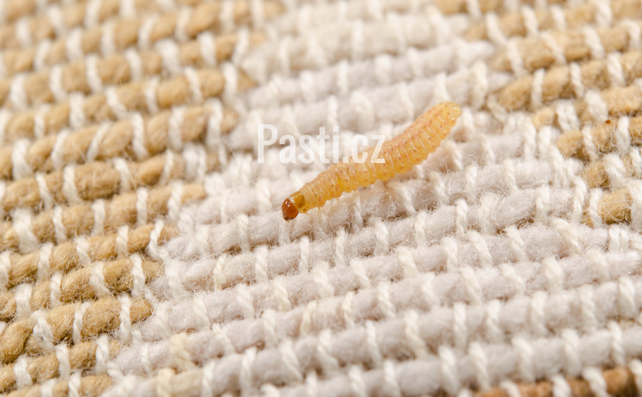 Larva mola šatního