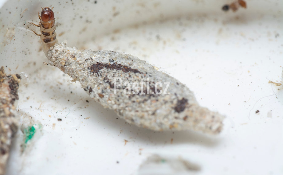 Larva mola kožešinového