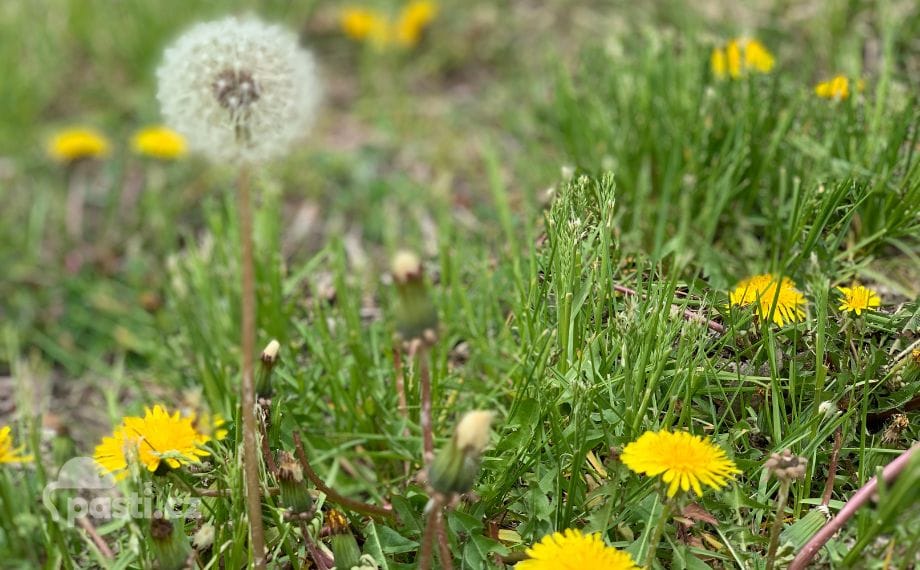 Trávník plný pampelišek si říká o postřik Bofixem