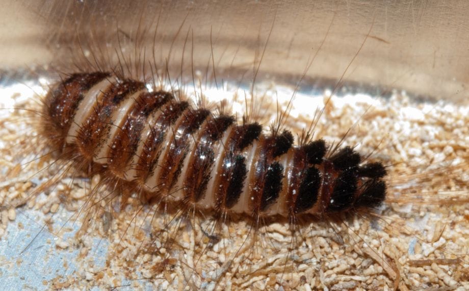 chlupatá larva rušníka