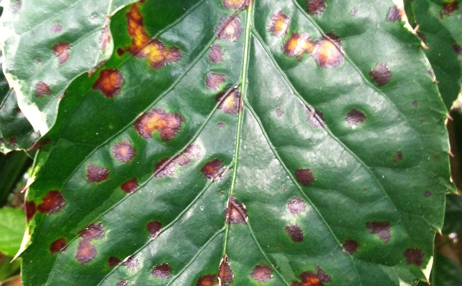 Detail listu polyscií s tmavými skvrnami s žlutohnědým prstencem od bakteriální skvrnitosti Xanthomonas campestris pv. hederae