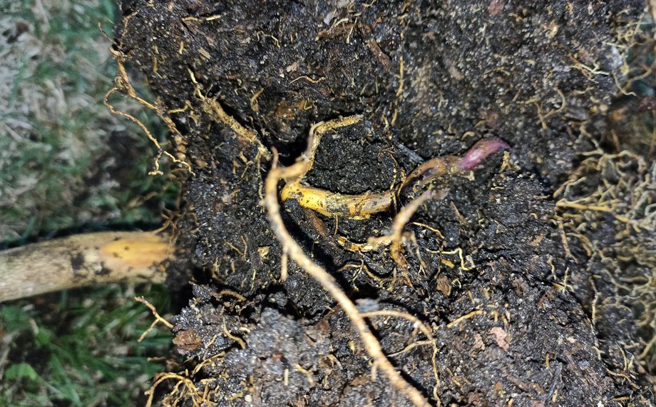 Detail kořenů citroníku napadeného oomycetou Phytophthora s viditelnými ztmavlými hnilobnými partiemi