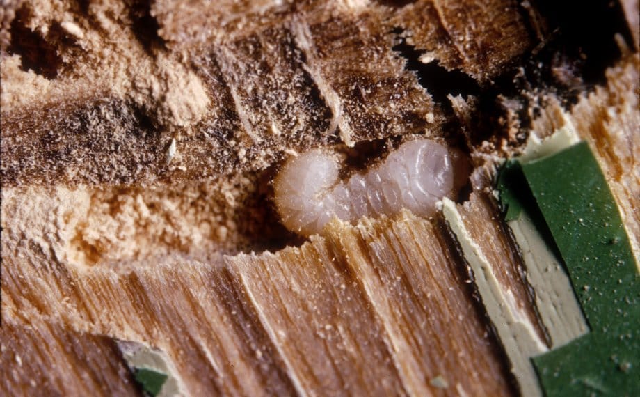 Larva červotoče proužkovaného