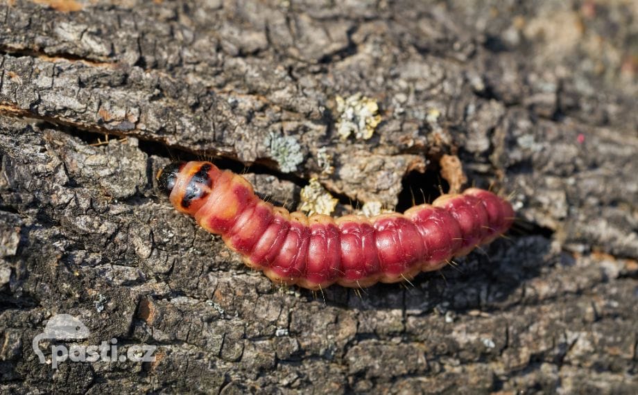 Červená housenka drvopleně obecného