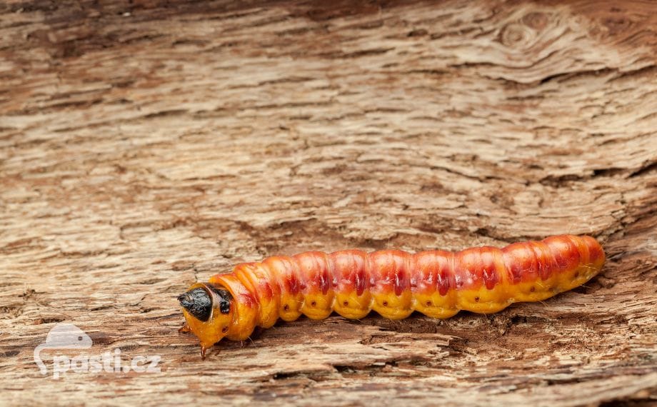 Oranžovo-červená housenka drvopleně na dřevě