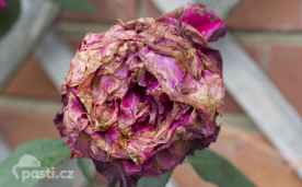 Botrytis cinerea na květu růže