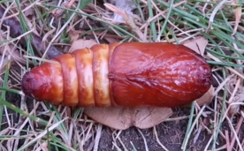 Kukla drvopleně