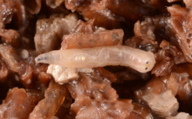 Larva bodalky stájové