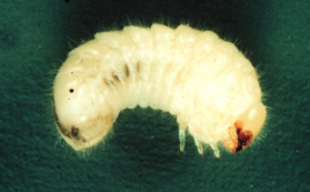 Larva červotoče spížního 