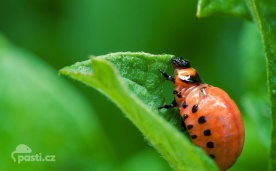 Larva mandelinky bramborové