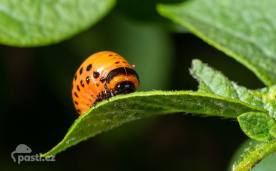 Larva mandelinky na listu