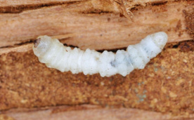 Larva tesaříka krovového