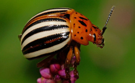Leptinotarsa juncta