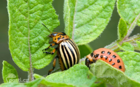 Mandelinka bramborová a její larva