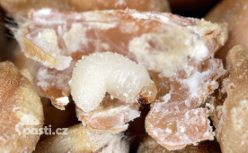Larva pilouse černého