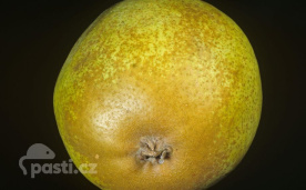 Za typické rezavé zbarvení plodu může vlnovník hruškový