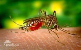Samička komára tropického Aedes aegypti