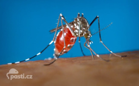 Samička komára tygrovaného Aedes albopictus