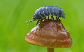 Svinka na houbě