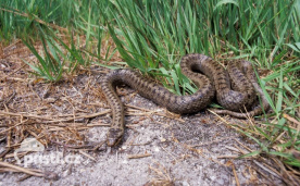 Užovka hladká