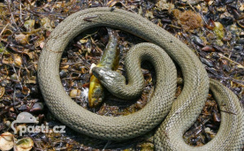 Užovka podplamatá