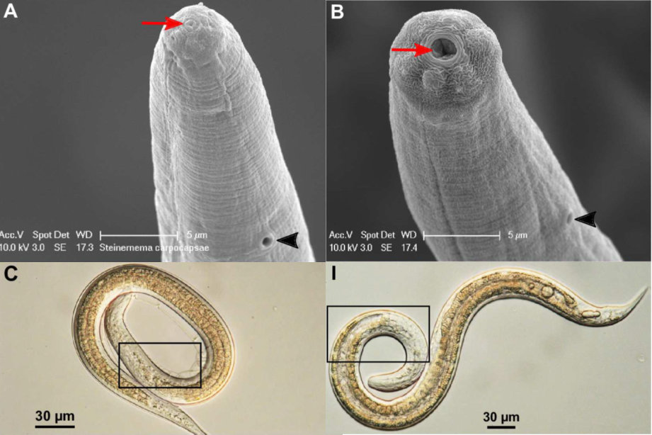 hlistice-steinernema-carpocapsae-pod-mikroskopem