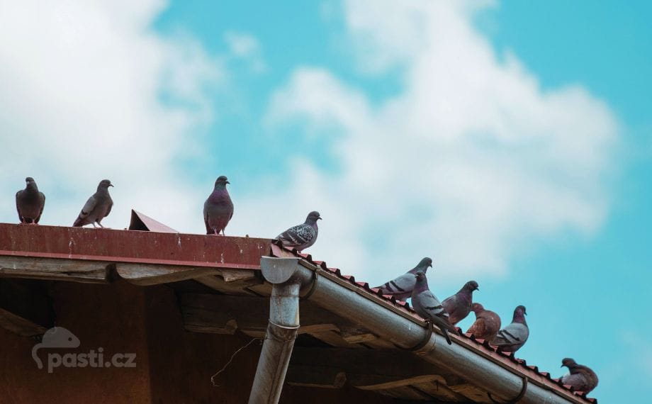 Holubi na střeše