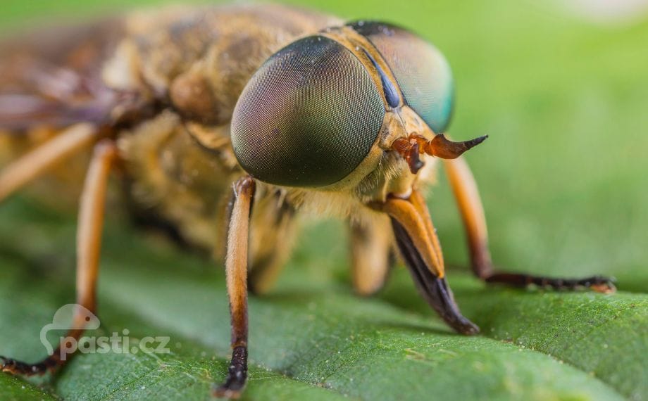 Makro snímek ováda hovězího a jeho sosáku