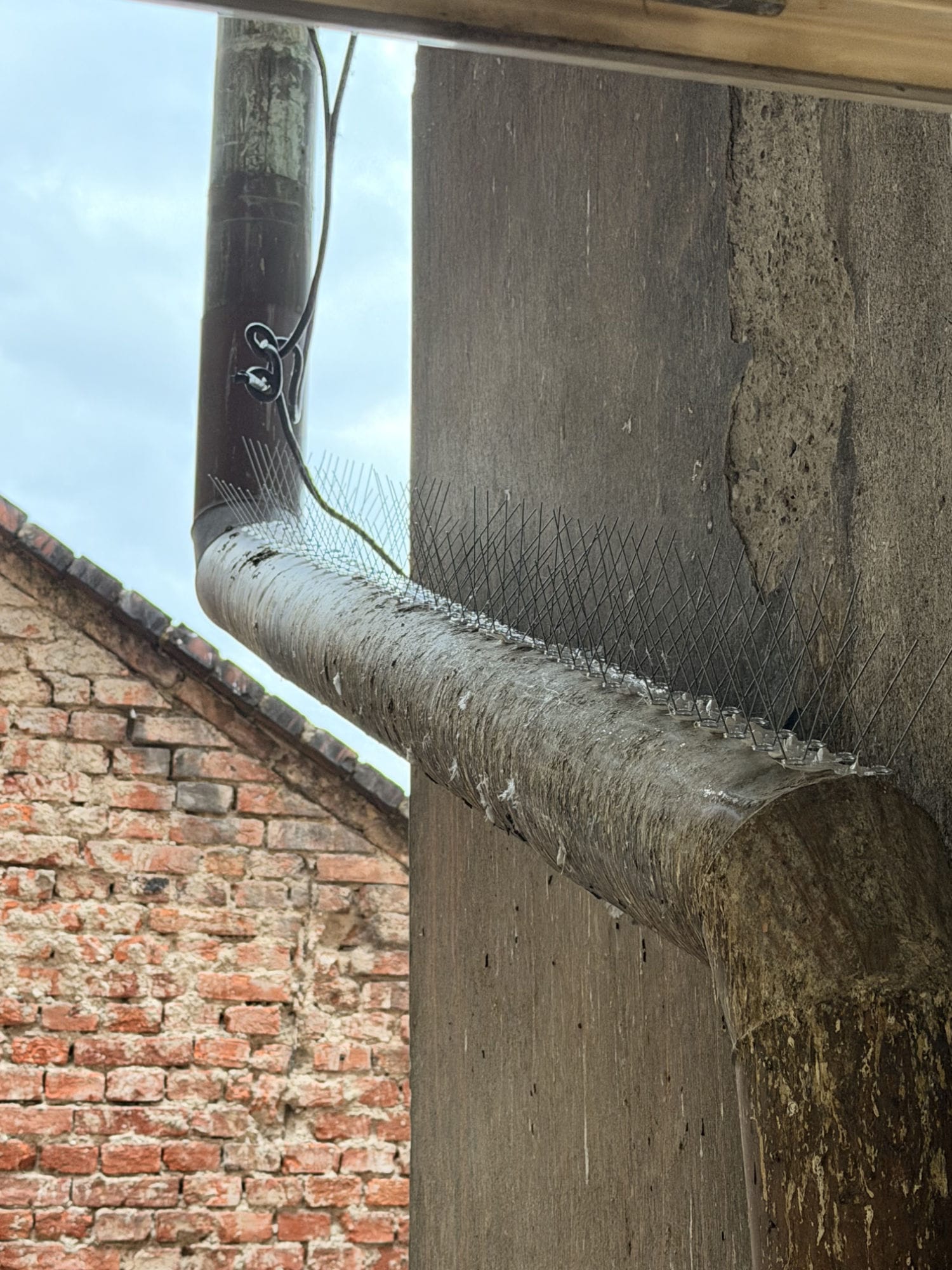 hroty proti holubům