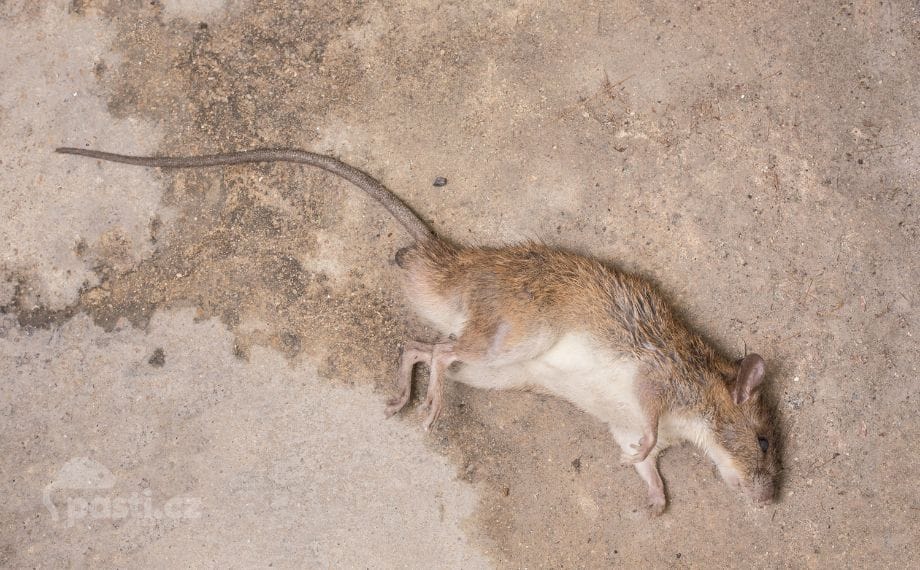 ktery-jed-na-mysi-vybrat