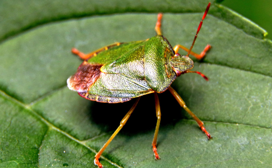 Kněžice trávozelená (Palomena prasina)