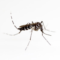 Komar%20Aedes%20Albopictus