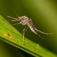 Komar%20Aedes%20Vexans