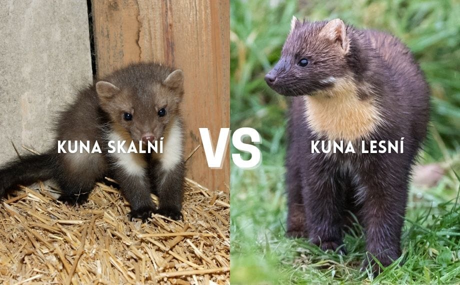 kuna-skalni-vs-kuna-skalni