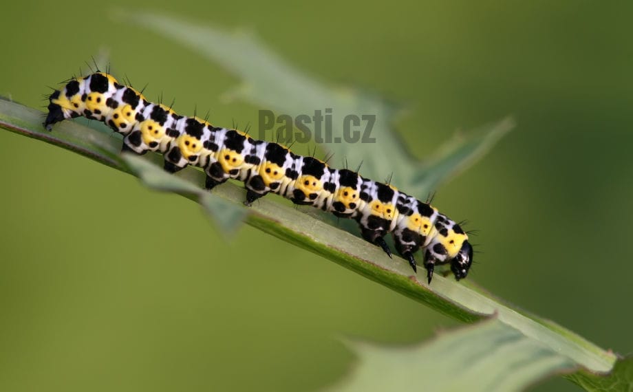 Larva běláska zelného
