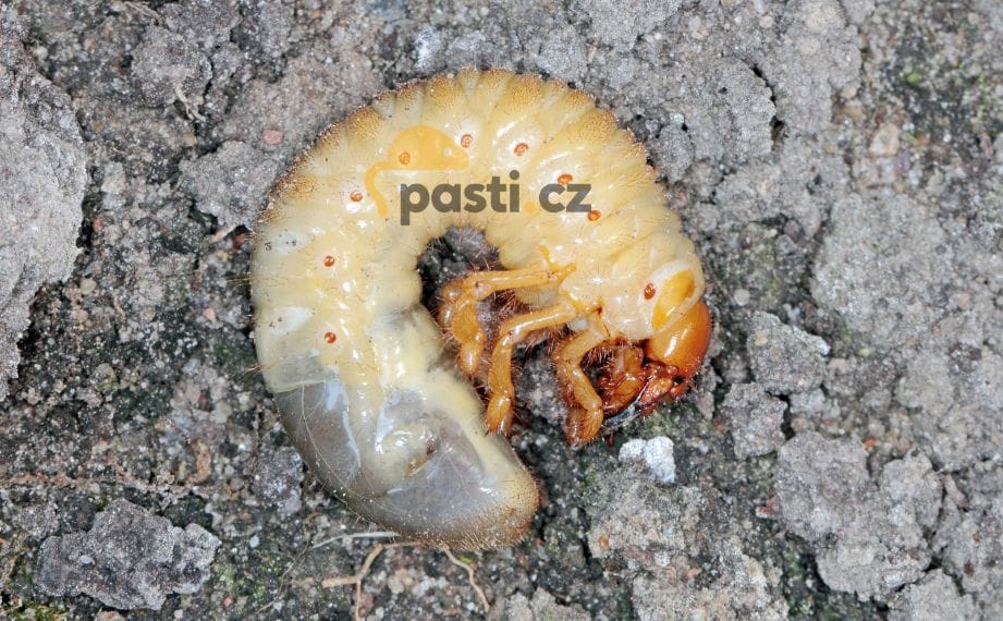 larva chrousta: detail