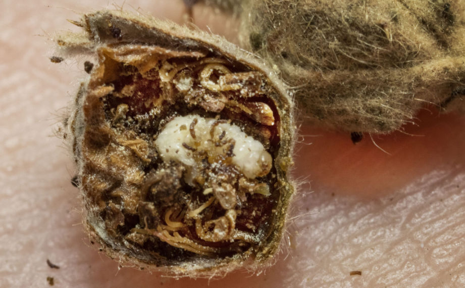 larva květopasa jahodníkového v pupenu
