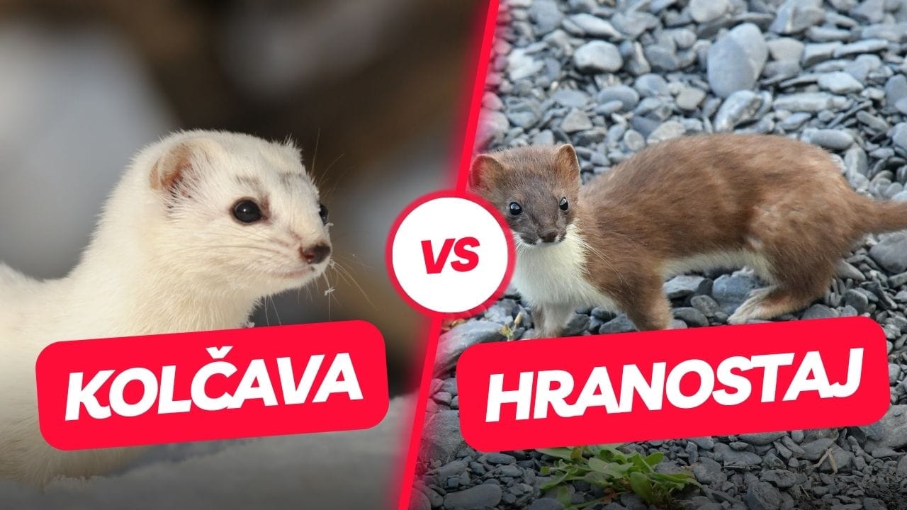 lasice kolčava VS lasice hranostaj