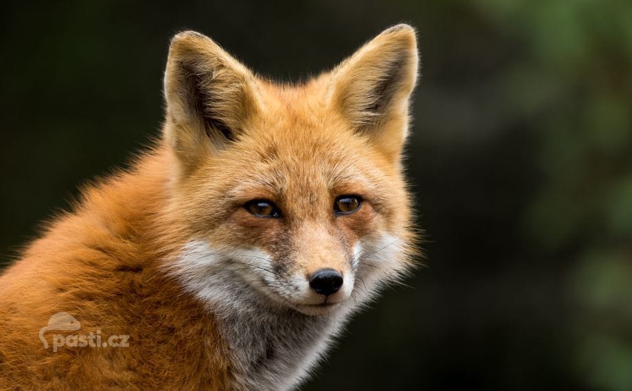 liska-obecna-vulpes-vulpes