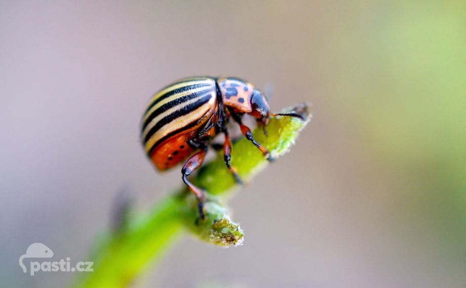 makro foto mandelinky bramborové