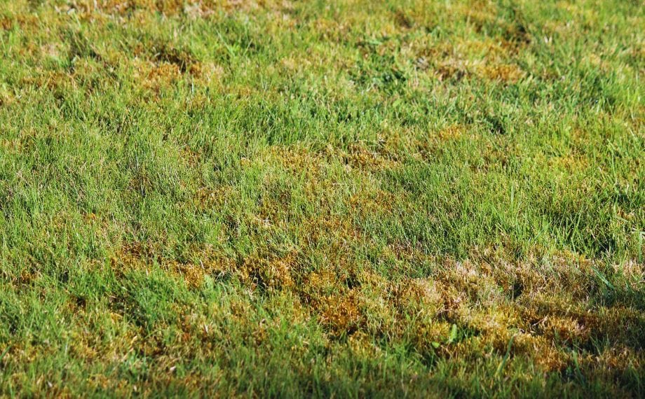 mech prorostlý trávníkem