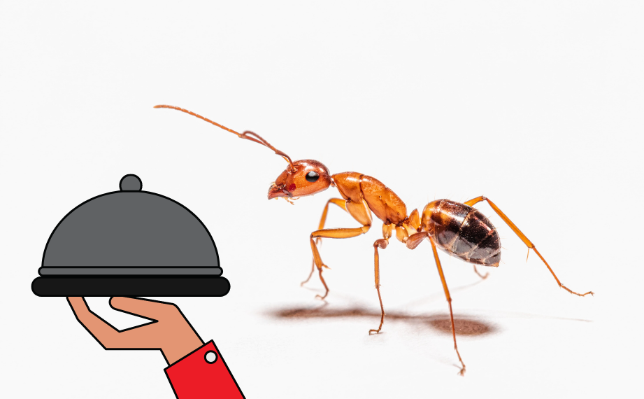 Mravenčí bufet je pro mravence lákadlem