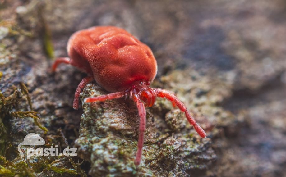 Sametka rudá (Trombidium holosericeum)