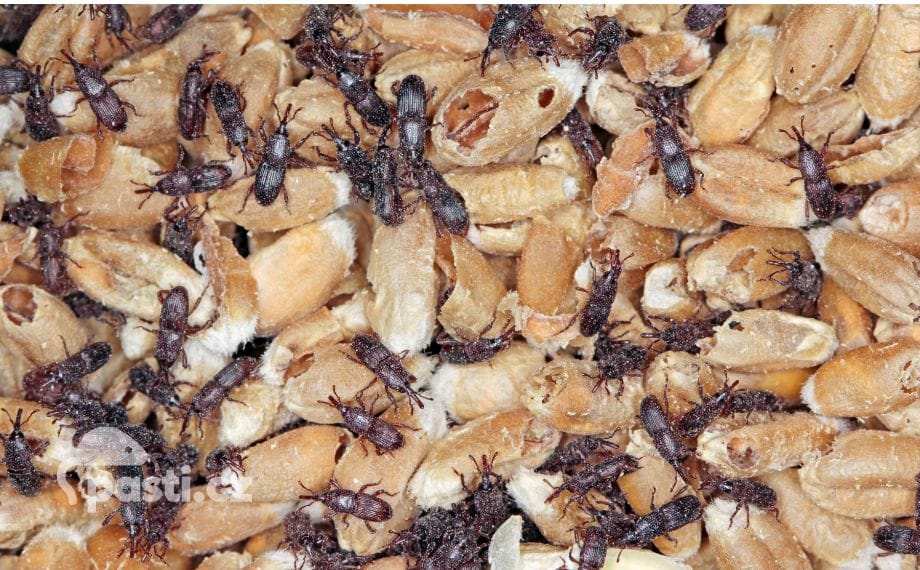 pilousi-cerni-v-obili