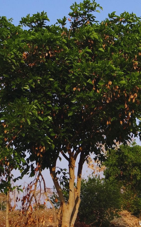 Strom Pongamia pinnata