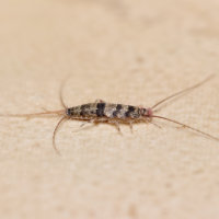 rybenka-sklenikova-thermobia-domestica
