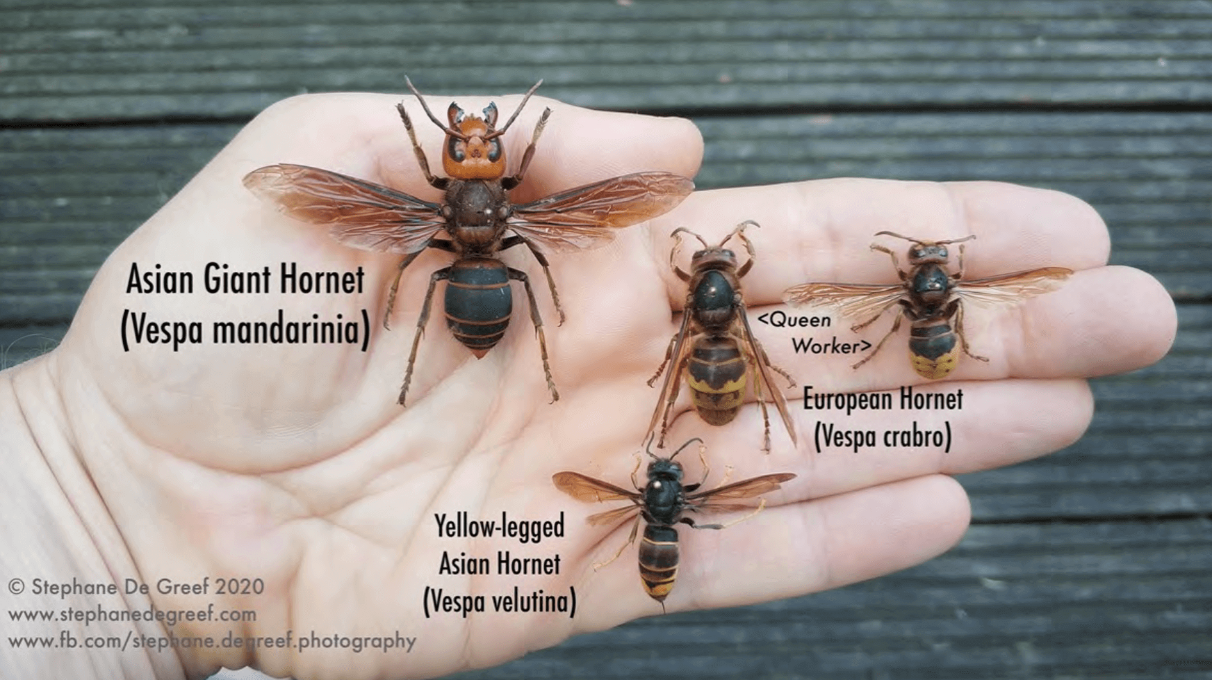 Srovnání sršně mandarínské, asijské a evropské