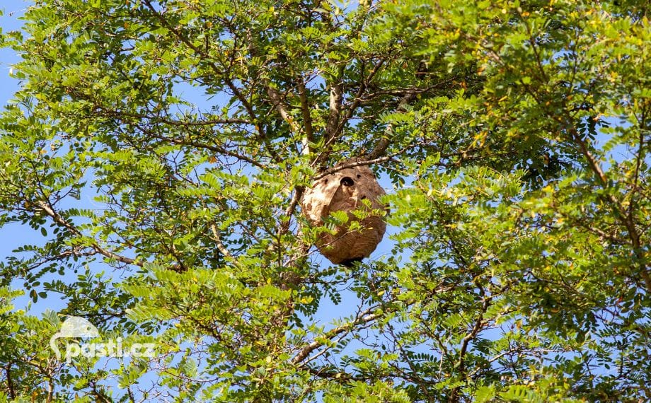 srsen-asijska-hnizdo-na-strome