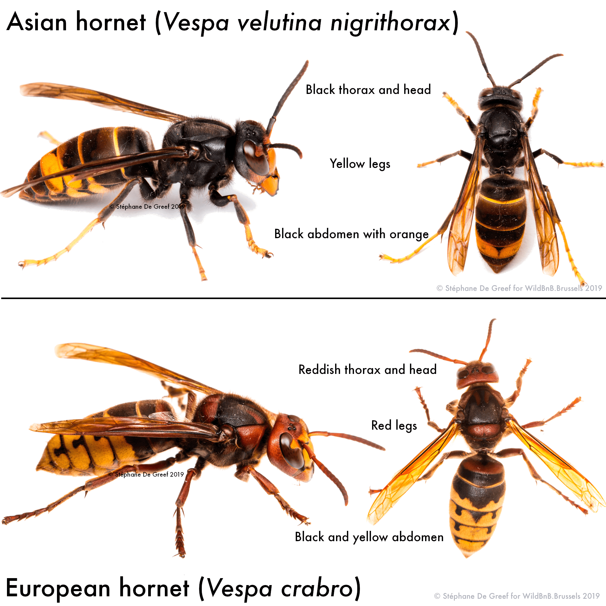 srsen-asijska-vs-srsen-evropska
