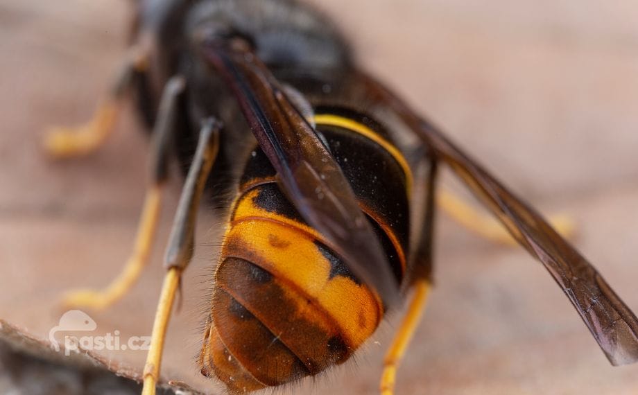 srsen-asijska-zezadu